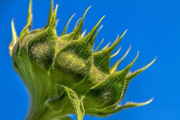 Pannon Starter Perfect